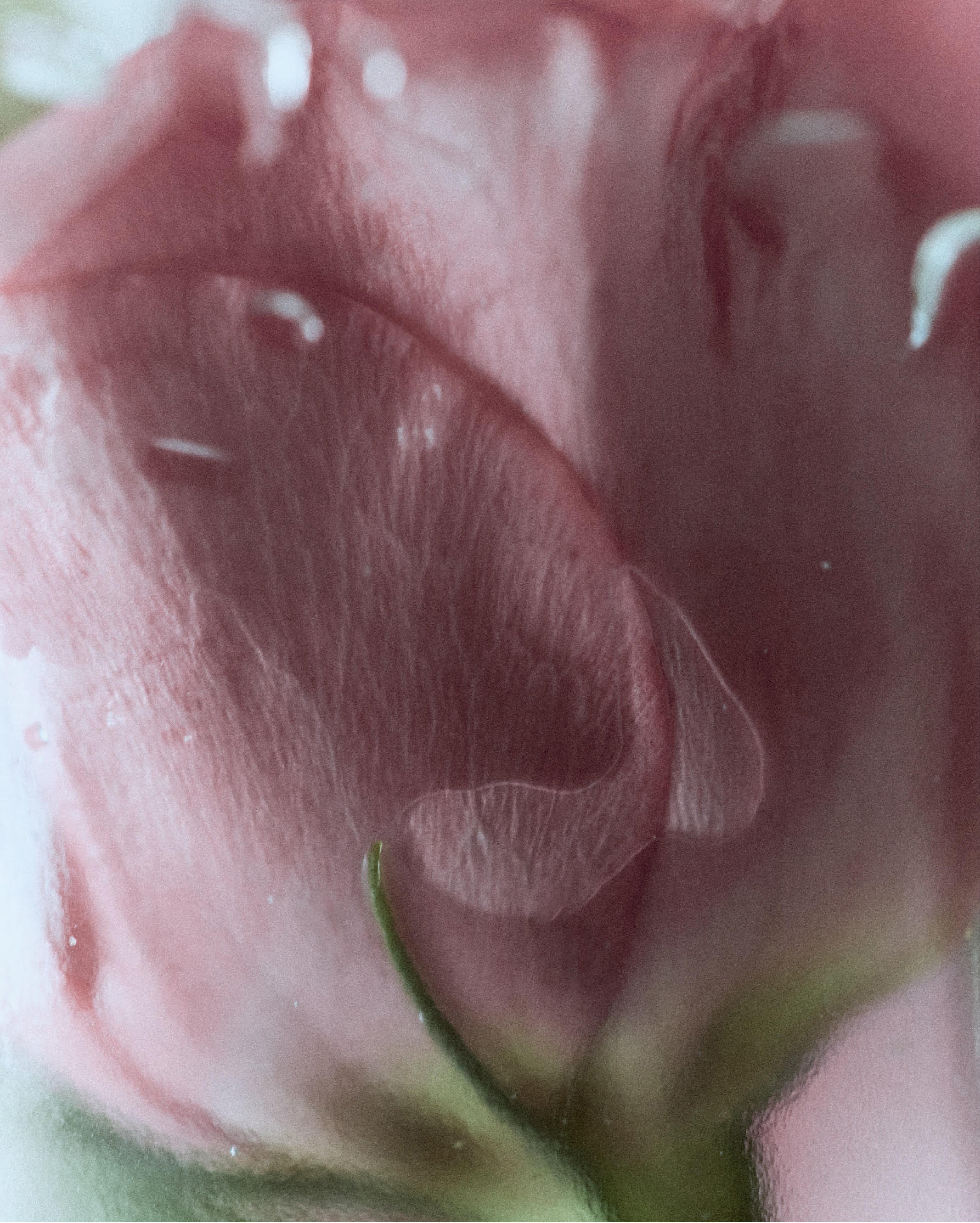 In Bloom